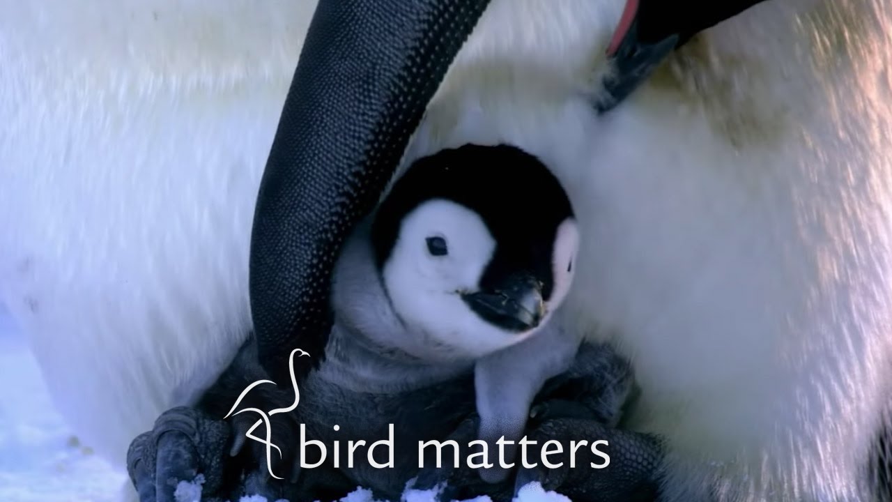 Crowned Eagles and Dads… Who are the best bird dads out there? – Bird Matters S01E08