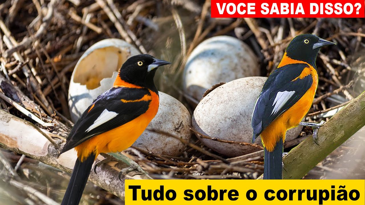 Tudo sobre o CORRUPIÃO ( Sofreu, Concriz, Sofrê)