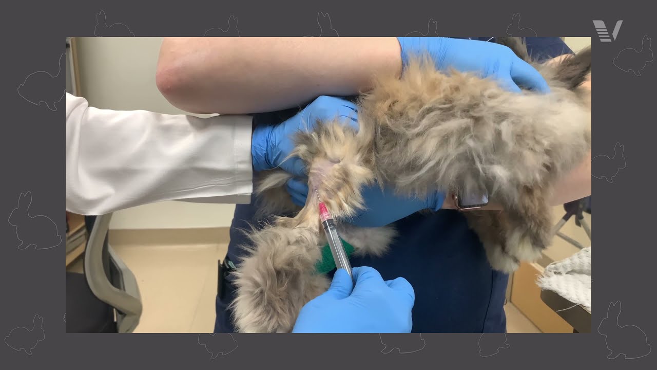 Rabbit Course: Rabbit's Blood Collection Procedure