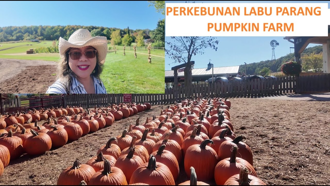 Perkebunan Labu Parang - Pumpkin Farm