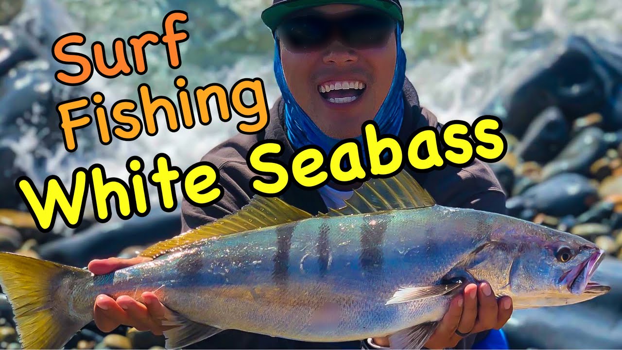 White Seabass Surf Fishing with Lucky Craft!!