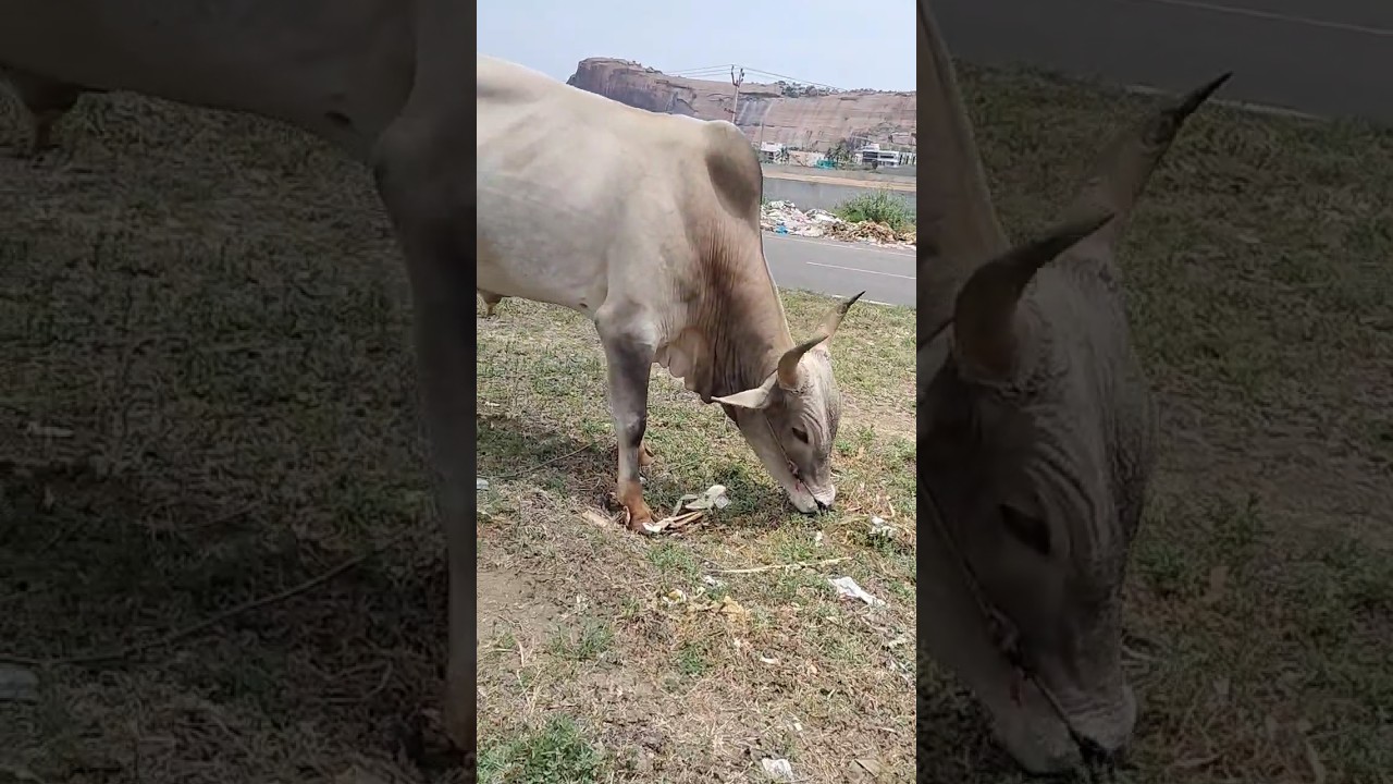 murattu 🐂kaalai 
