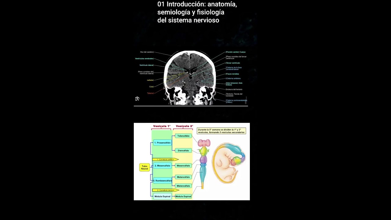 01 Introducción: anatomía, semiología y fisiología del sistema nervioso