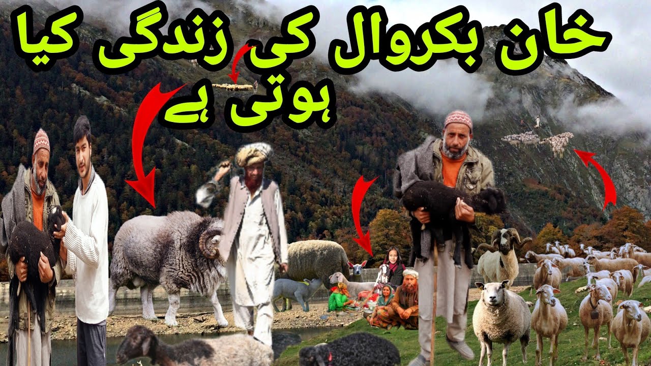 Nomads in Jammu Kashmir | Story of Real Nomads | Gujjar | Bakarwal | sheep farming and breeding