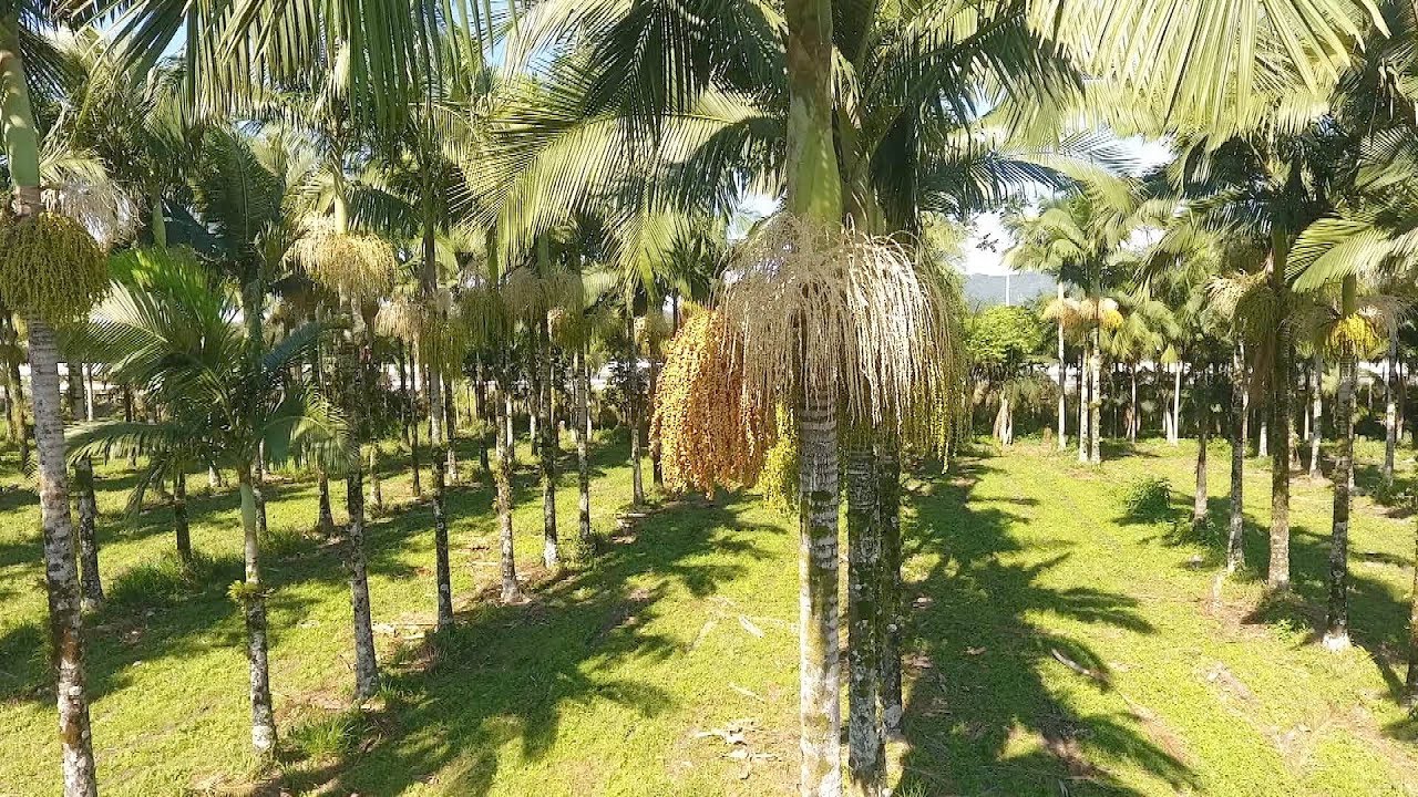 Palmeira Real