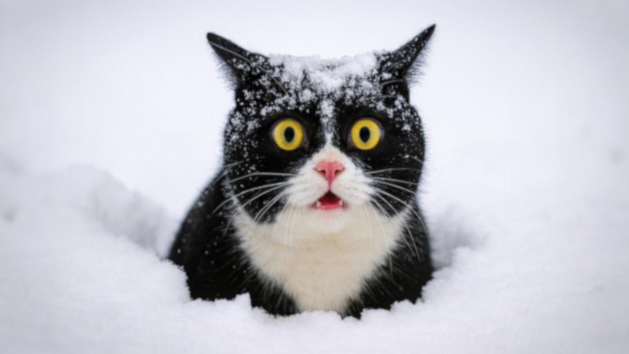 Коты, впервые увидевшие снег, заставили меня так сильно смеяться 🤣