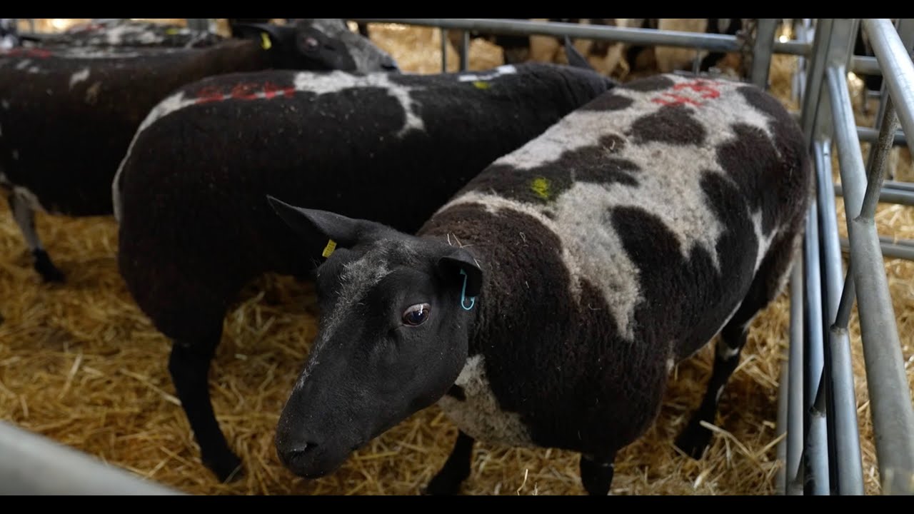 Our sheep is a supreme champion - Cannon Hall Farm