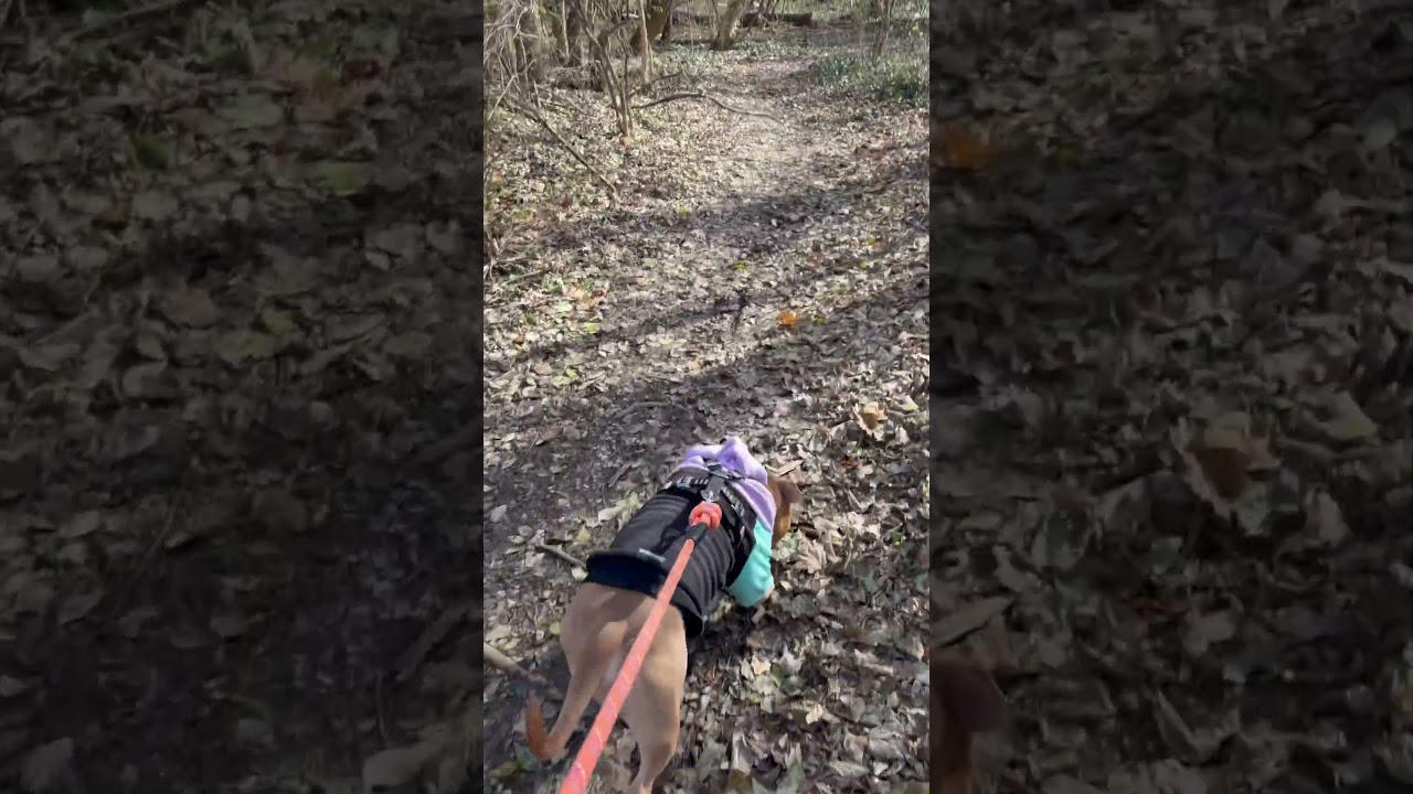 Walks with Jackson at Brighton East Rail Trail, Lexington KY 