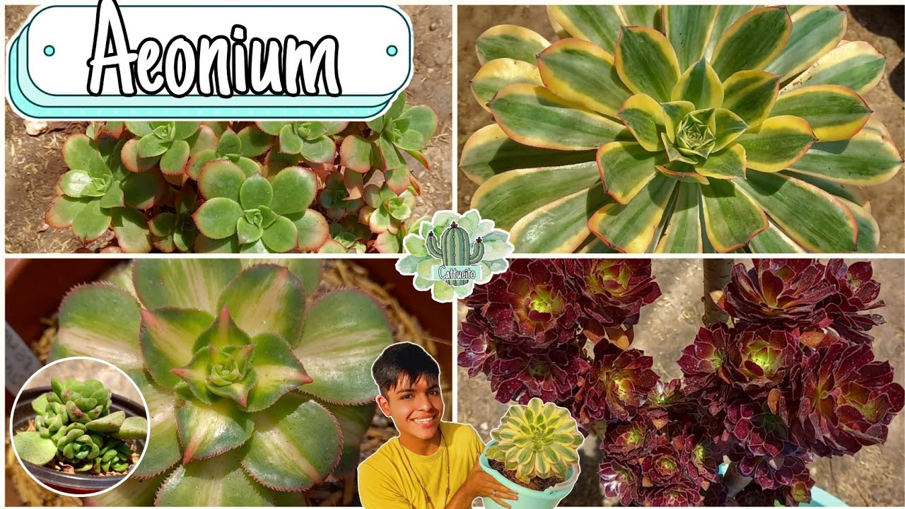 Aeonium 👨‍🌾 MI Colección - Sus Cuidados - Sus Nombres / Suculentas Hermosas | Cattu!