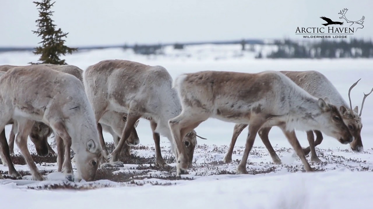 The Spring Caribou Migration at Arctic Haven Wilderness Lodge