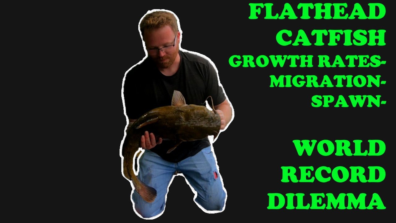 FLATHEAD CATFISH - GROWTH RATES, MIGRATION, SPAWN, DIET, WORLD RECORD DILEMMA! 