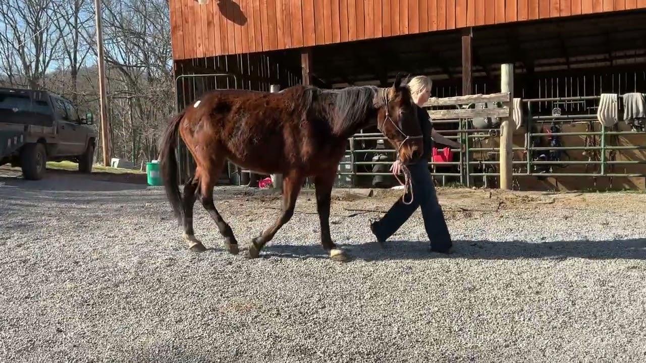 435- stb gelding 4yr old branded 16h $975+40 coggins deadline 2/27/26