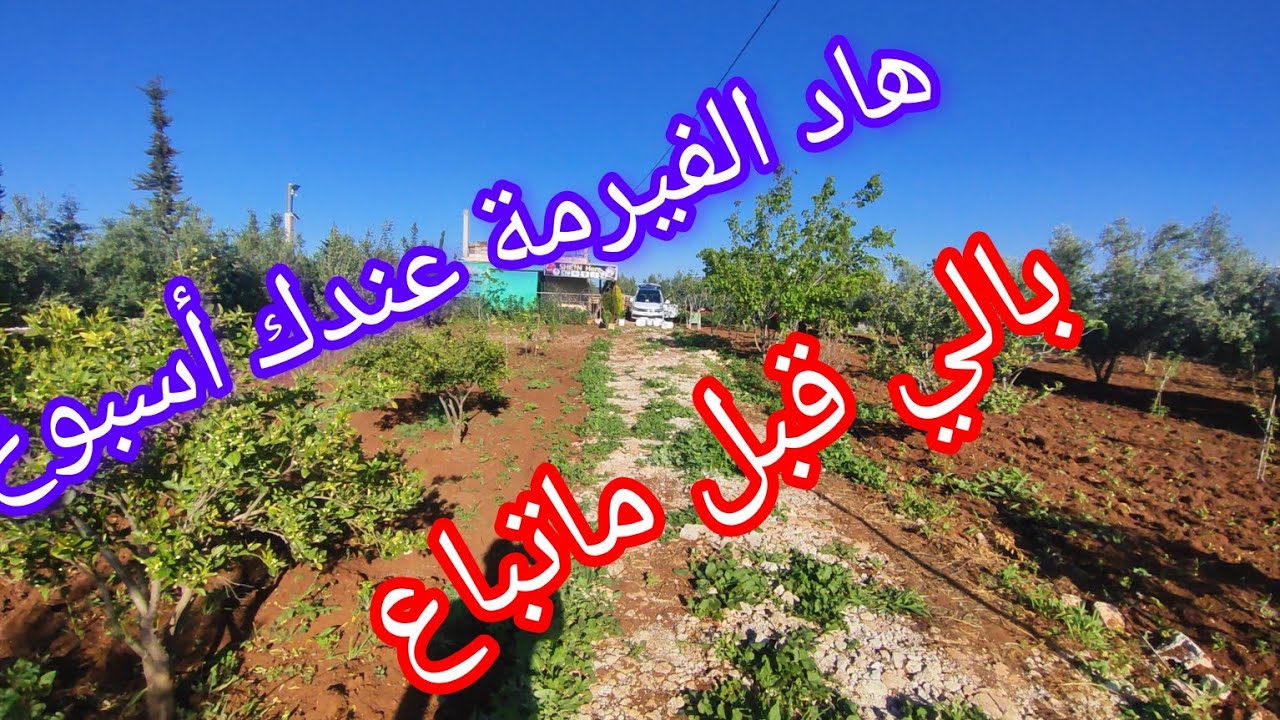 فيرمة 1250متر مجهزة بالكاميرات وفيها منزل صغير وأشجار ماشاء الله بتمن همزة @3a9aratchaykh