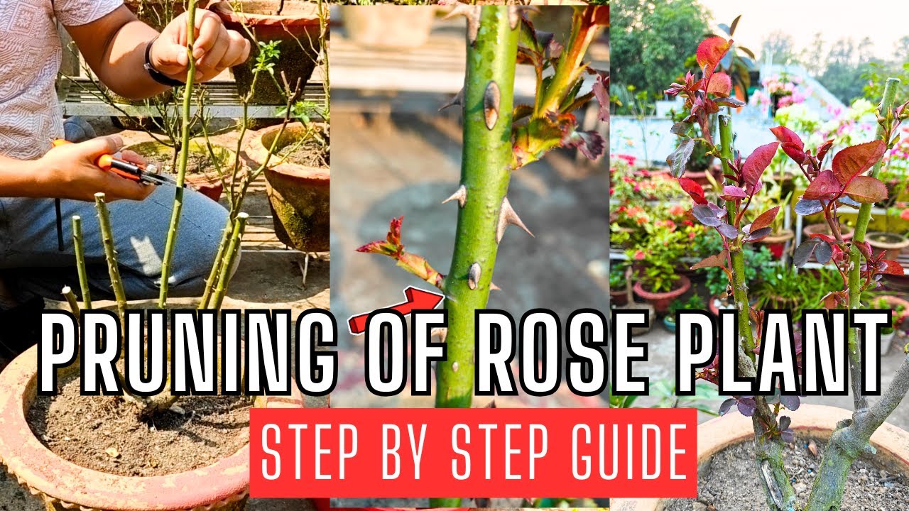 Hard Pruning Of Rose Plant । गुलाब का  Hard Pruning का सही तरीका । #rosepruning #rosecare #roseplant