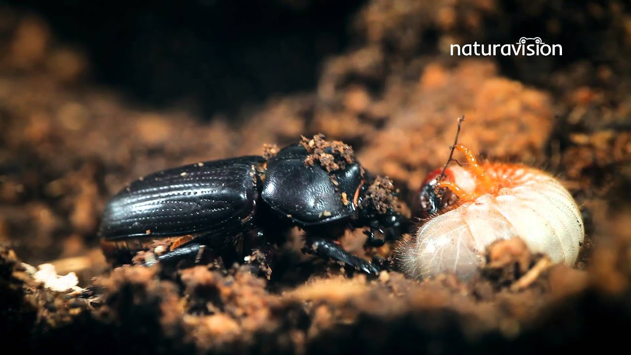 Strategus aloeus y la palma de aceite