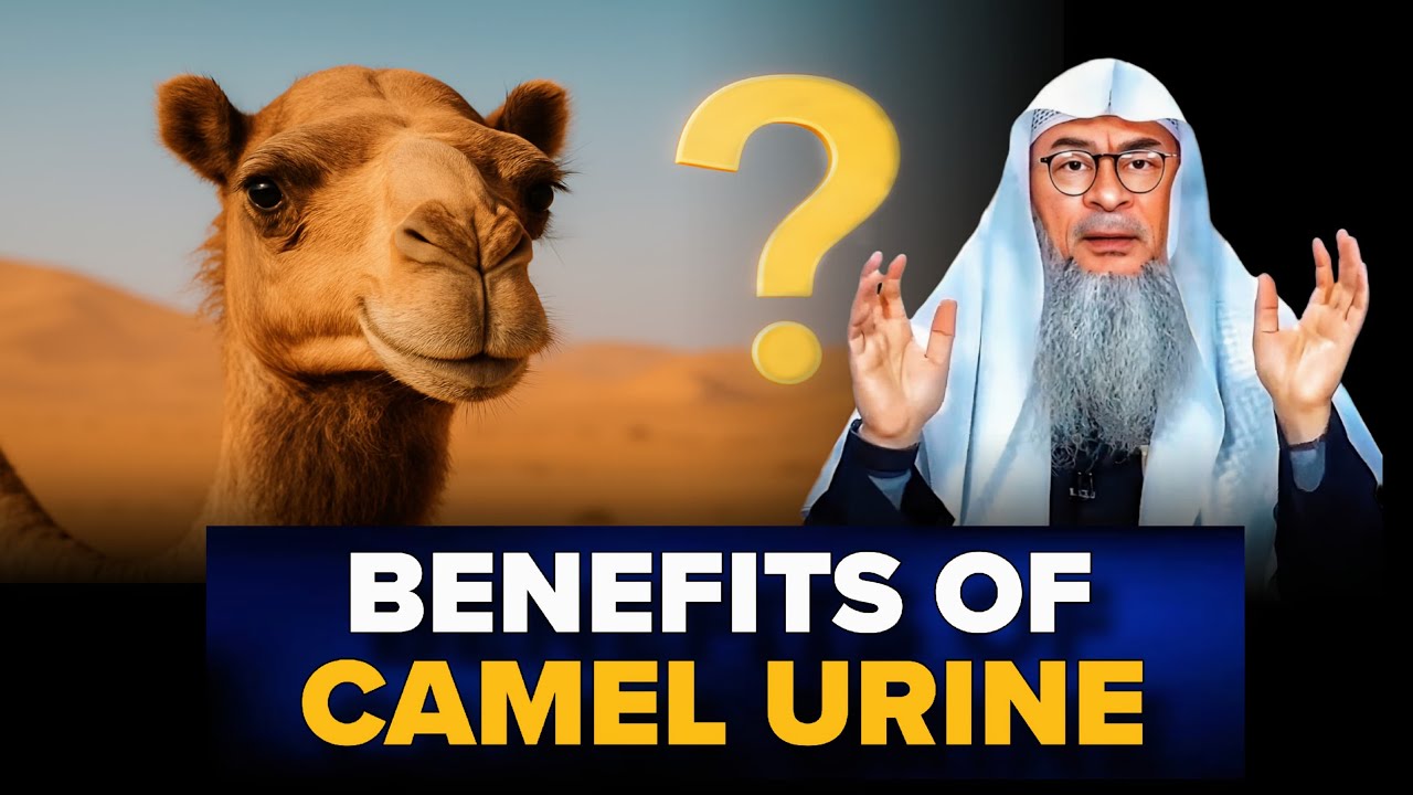 What Are The Benefits Of Drinking Camel Urine? || Assim Al Hakeem || Sheikh Asim