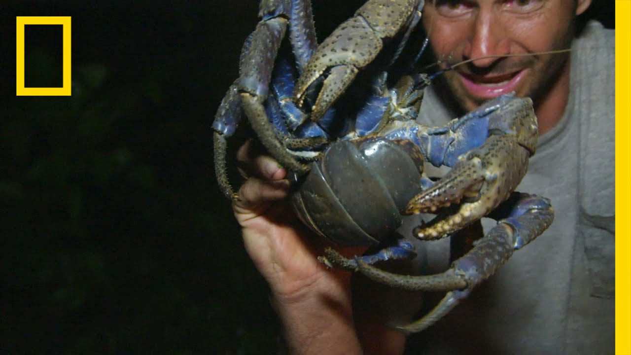 Luring in the Coconut Crab | Primal Survivor