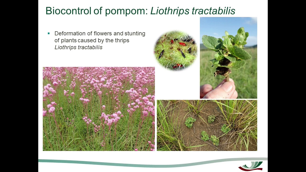 9 Biocontrol and pompom weed - Liame van der Westhuizen