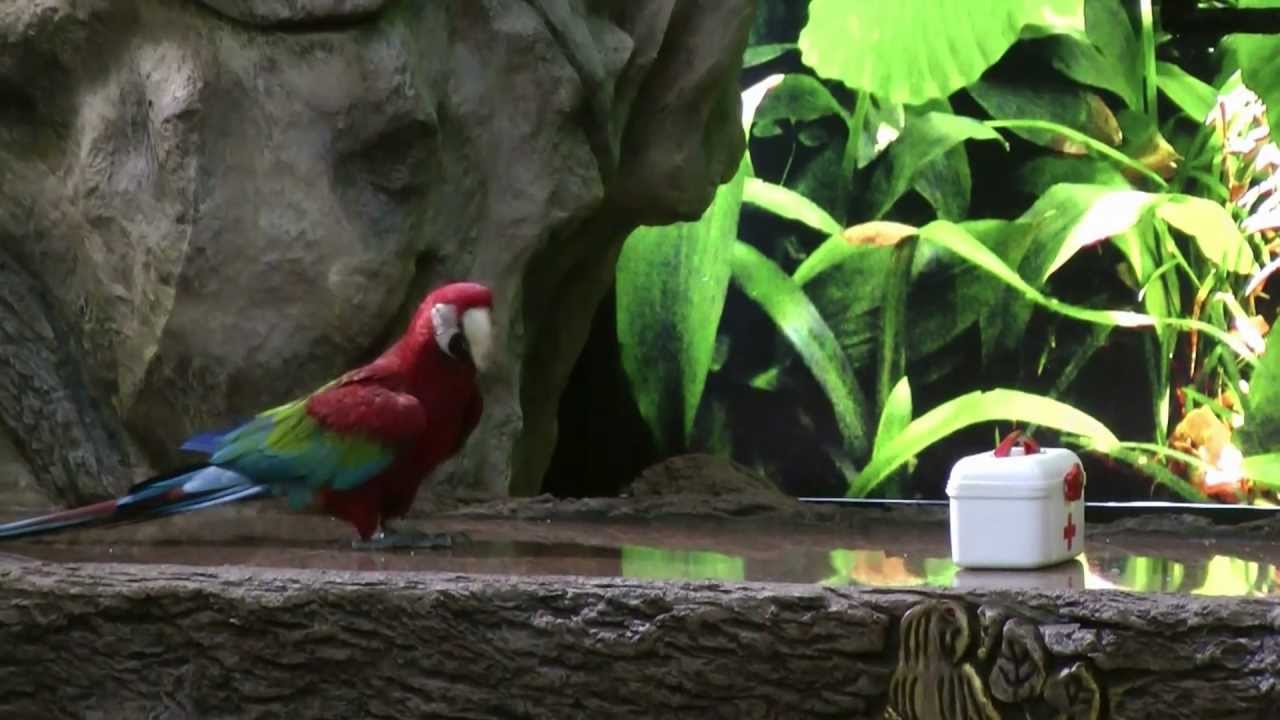 2013 Loro Park Papageienshow - neu im Programm
