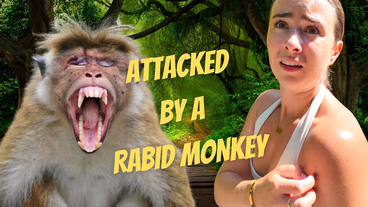 НАПАДЕНИЕ ОБЕЗЬЯН НА ПХУКЕТЕ! 🐒 От блаженства в заповеднике для слонов до визита в больницу!