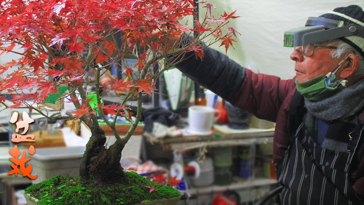 🍁 Acer Palmatum: Todo lo que debes saber para Cuidarlo en Invierno
