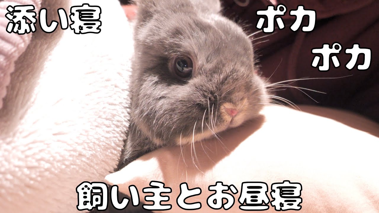 飼い主と添い寝して、布団の中に巣穴を作ったミミが可愛すぎました【No.1812】