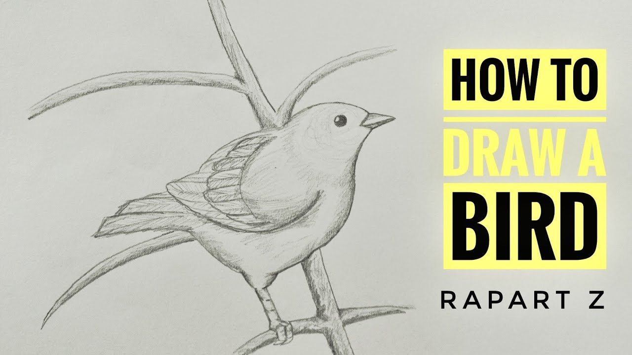 HOW TO DRAW A BIRD | RAPART Z