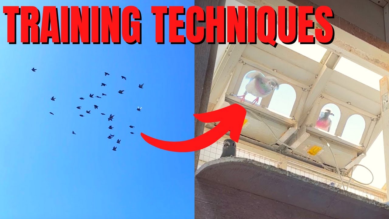 TRAINING Young Racing Pigeons For Their FIRST FLIGHT