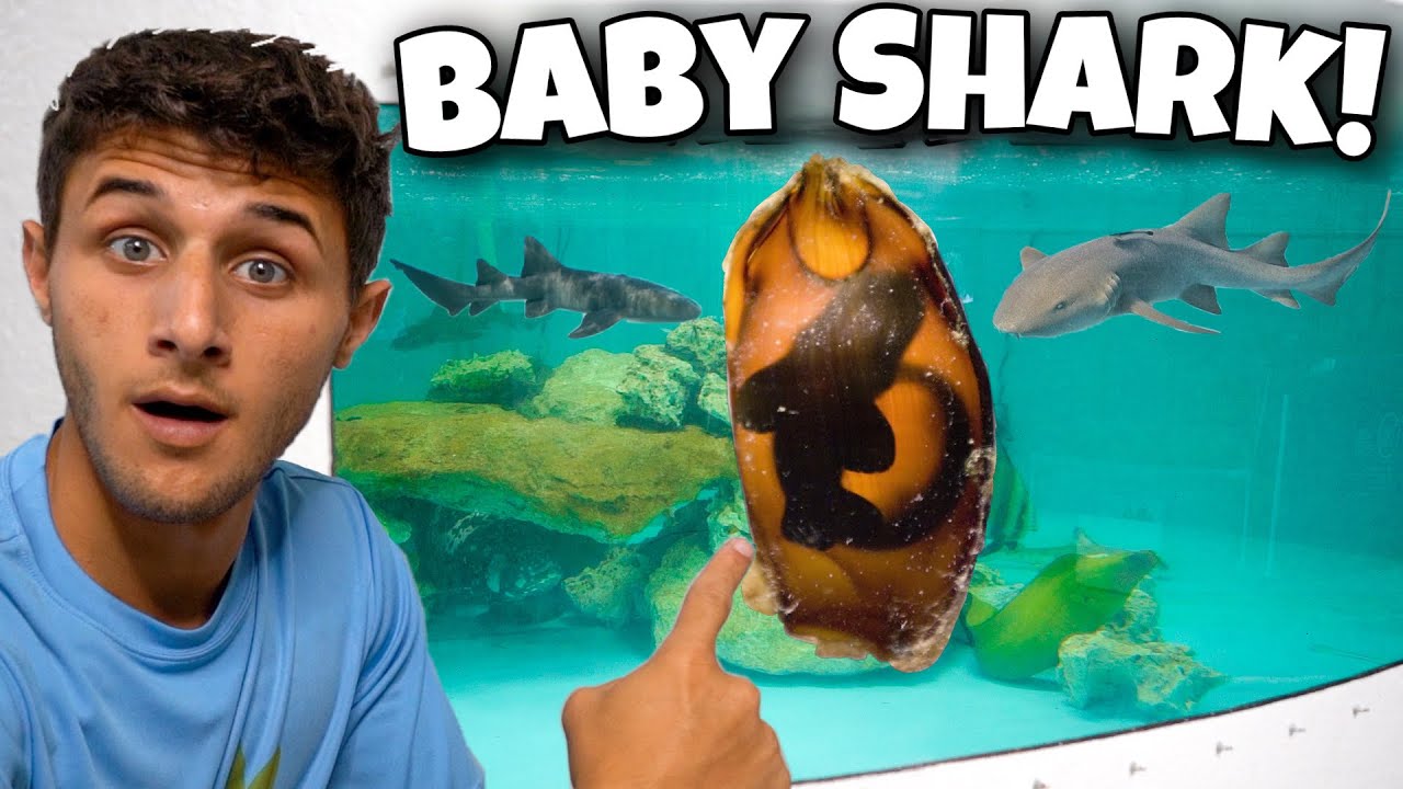 My PET SHARKS LAID An EGG!! *Crazy*