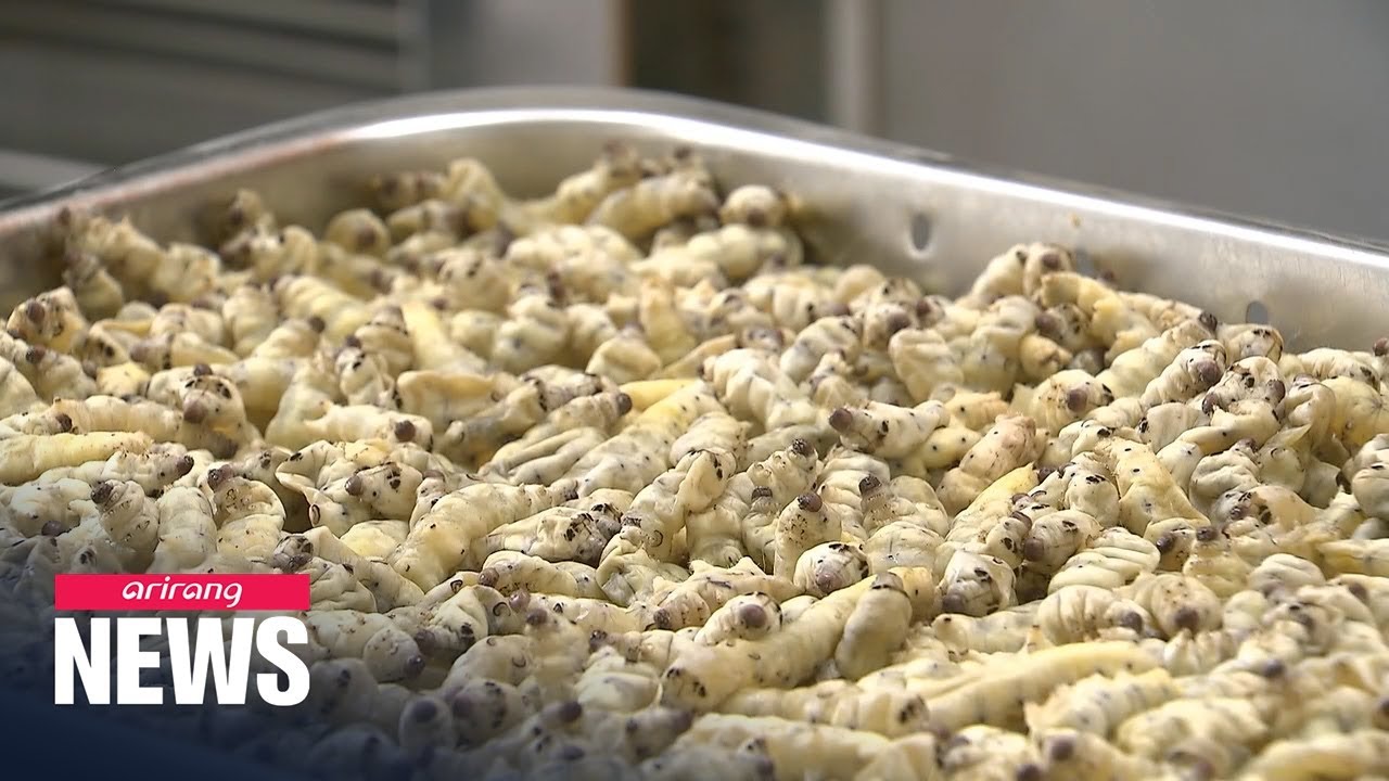 Freeze-dried silkworms help prevent, treat Alzheimer's disease