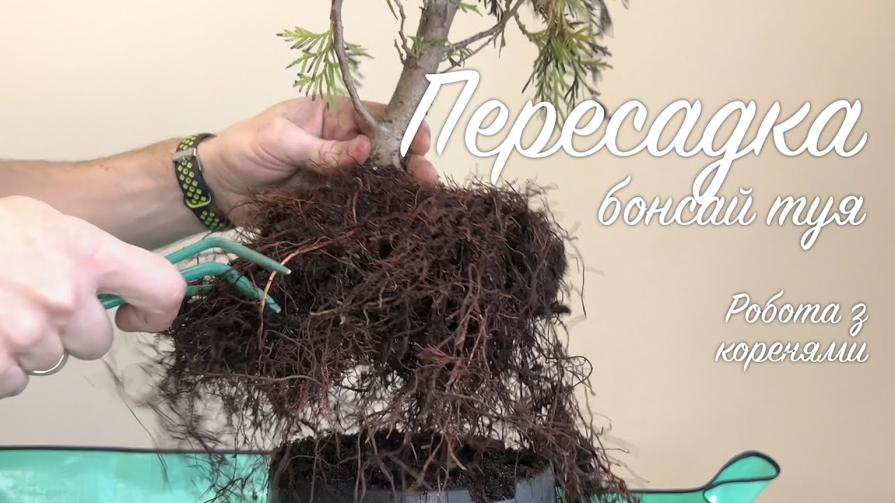 Бонсай туя смарагд. Пересадка. Формування кореневої системи бонсай #bonsai #бонсай  #туя #tuja