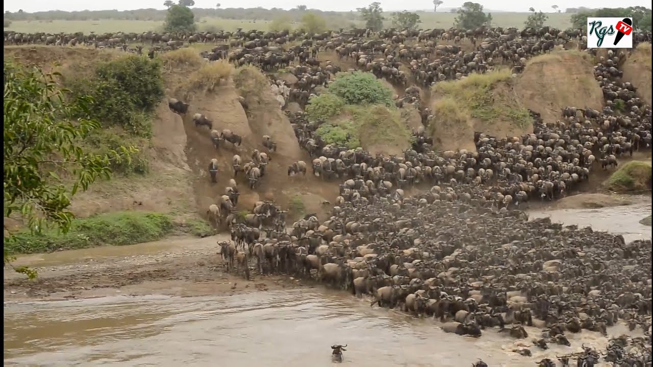 ANGALIA WANYAMA WANAVYOVUKA MTO MARA. SERENGETI, THE GREAT MIGRATION. THE MOST STUNING NATURE!