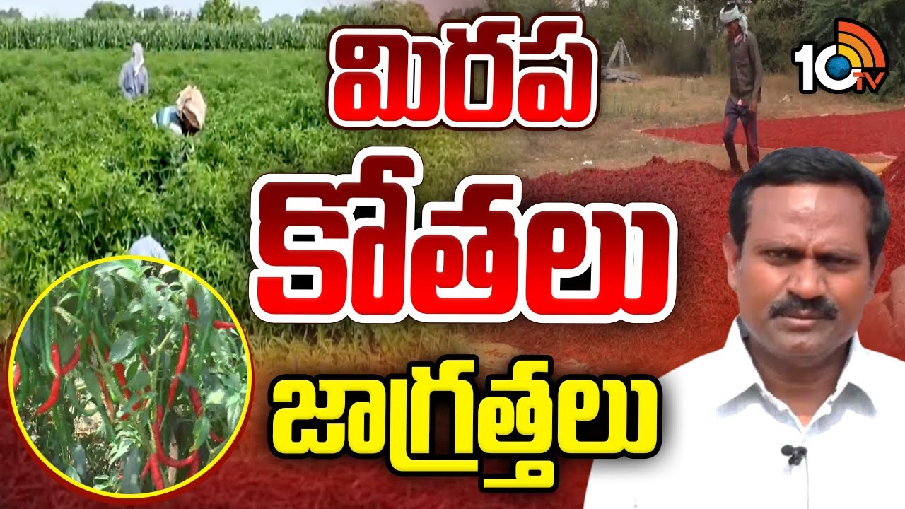మిరప కోతలు - జాగ్రత్తలు | Chilli Cutting | Matti Manishi | Agriculture Tips | 10TV