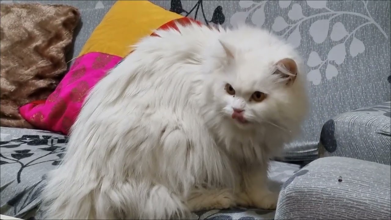 Compiled moments of cute cats ❤️ #catvideos #funnycats 