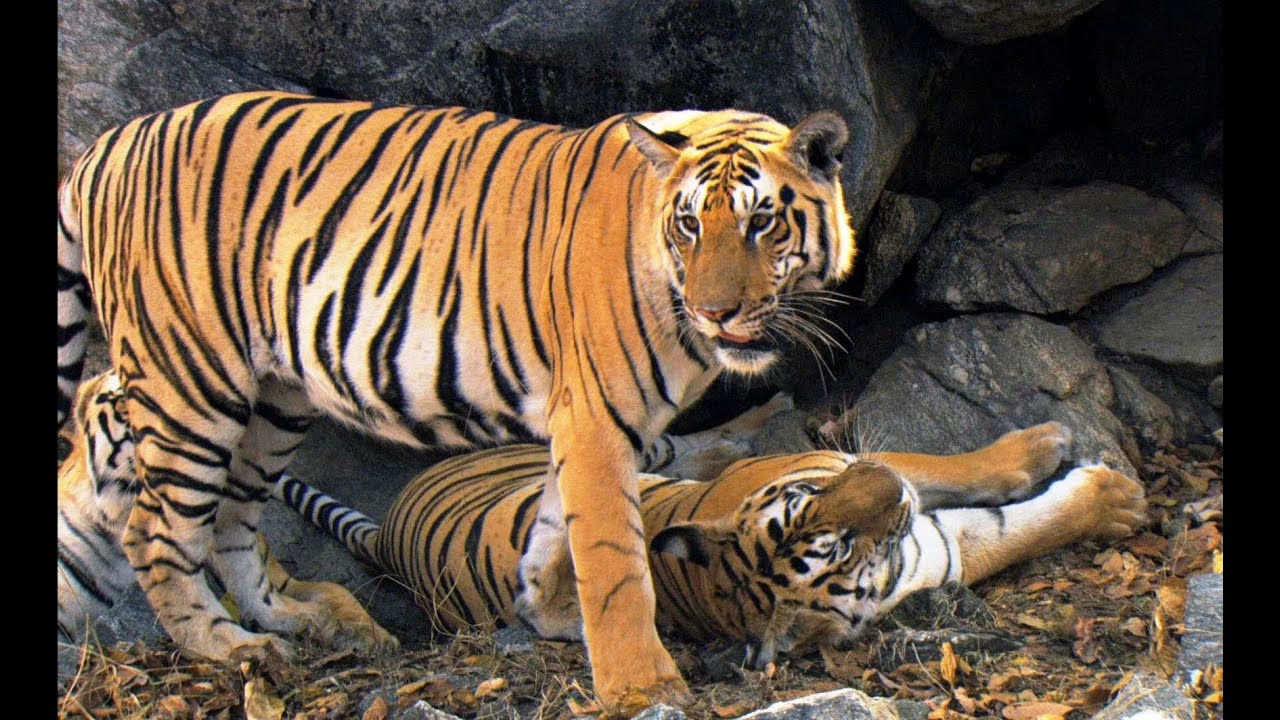 Tiger Cubs' Last Moments as a Family | David Attenborough | Tiger | Spy in the Jungle | BBC Earth