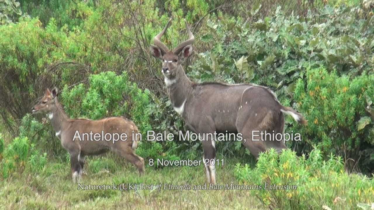 Mountain Nyala and other Antelope, Bale Mountains, Ethiopia