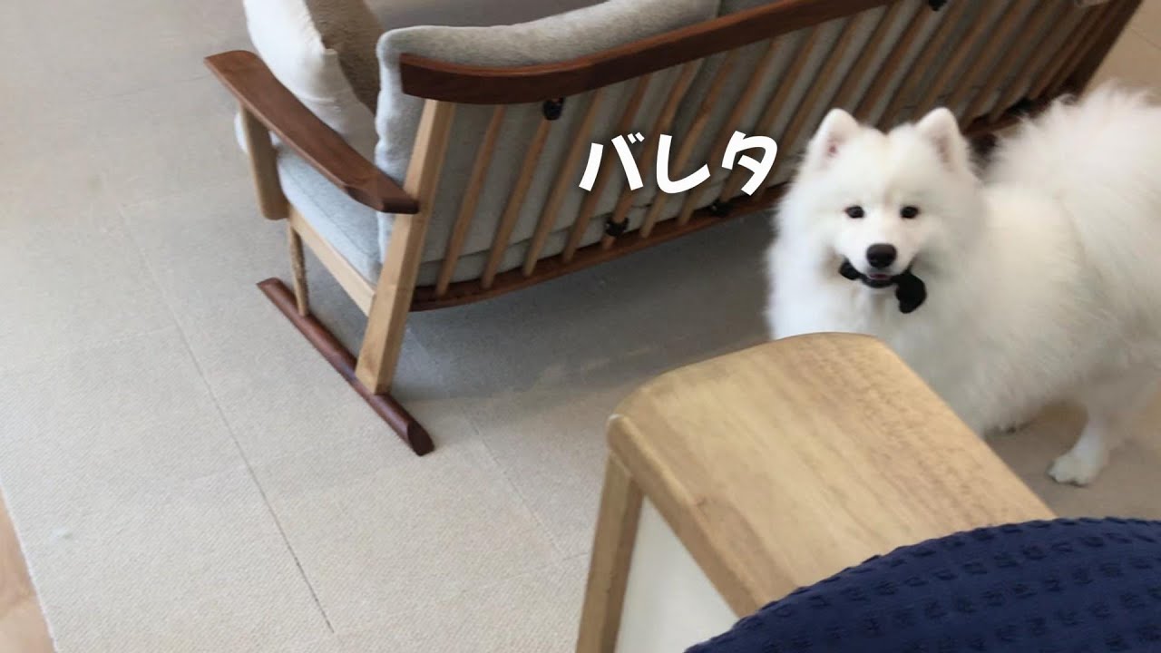 悪いことをすると挙動不審になるわんこ。サモエドのNemo&mix犬Sherry