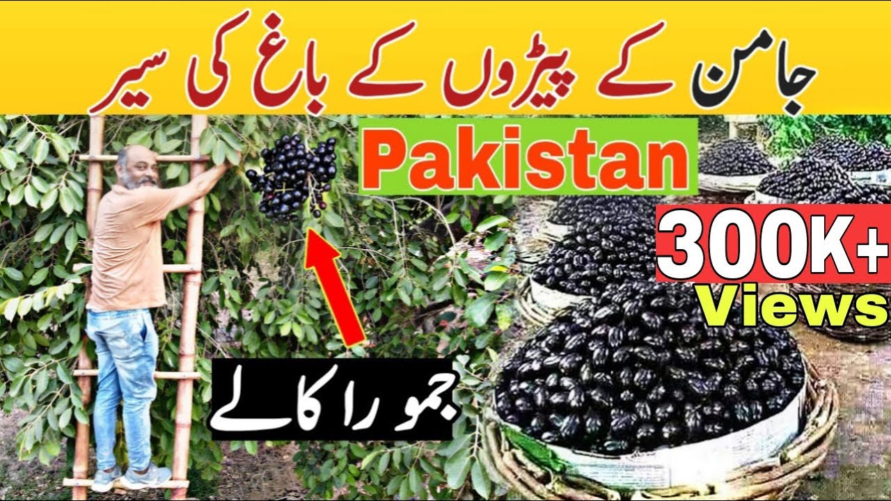 سوہنا پنجاب، Beauty of Punjab/ jaman ke bagh/ life of village/ iftikhar ahmed Usmani/ urdu hindi/