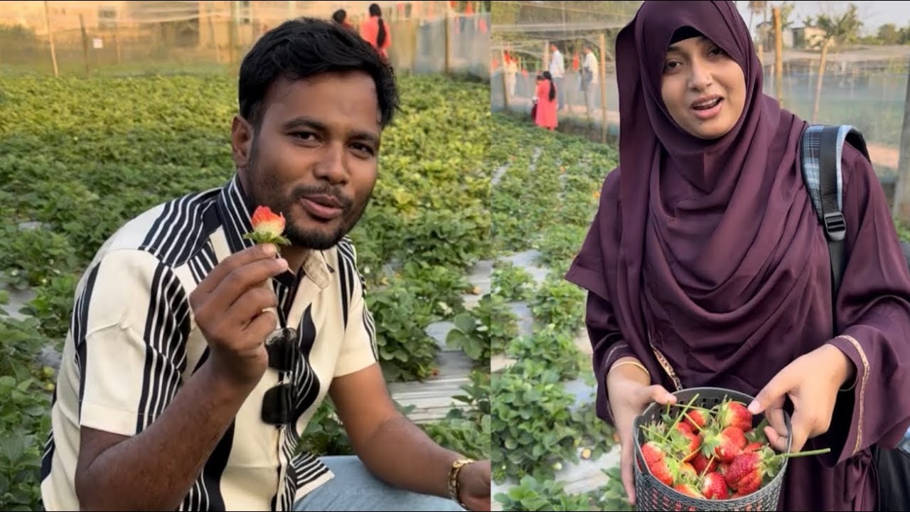 ক্ষেত থেকে নিজ হাতে স্ট্রবেরী তুলে নিয়ে আসলাম অনুভূতিটা দারুন ছিল।Mohammad Alam Hasan
