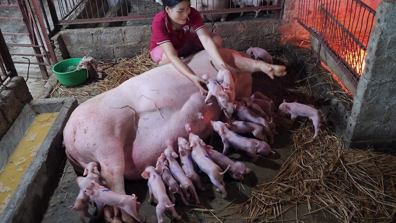 Pigs give birth to 22 babies /@ThoaRurallife  #98