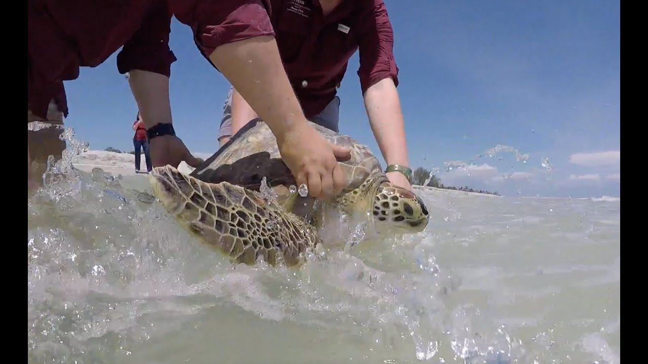 Green Sea Turtle Swims Home!