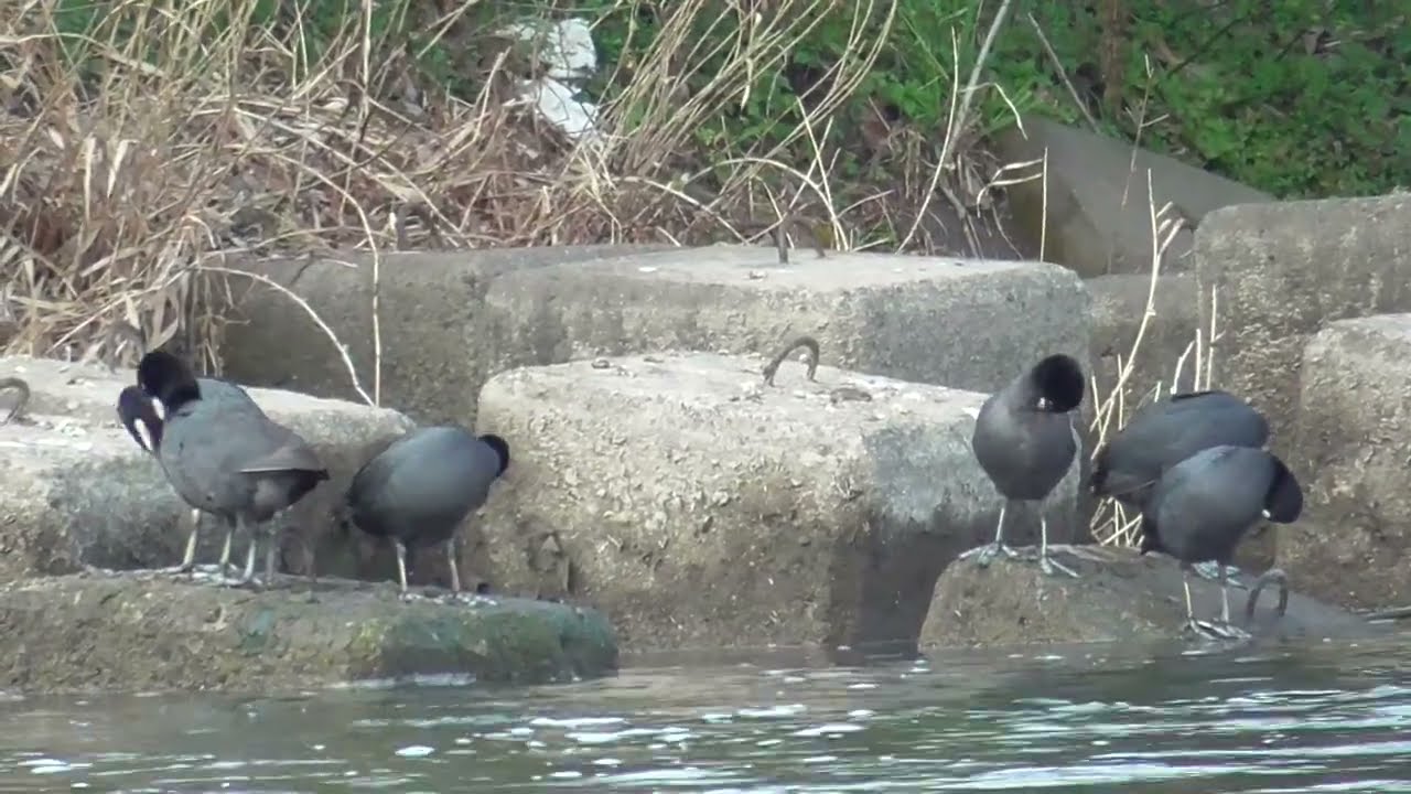 Y0214　Oita River　Grooming after Meals　Coot