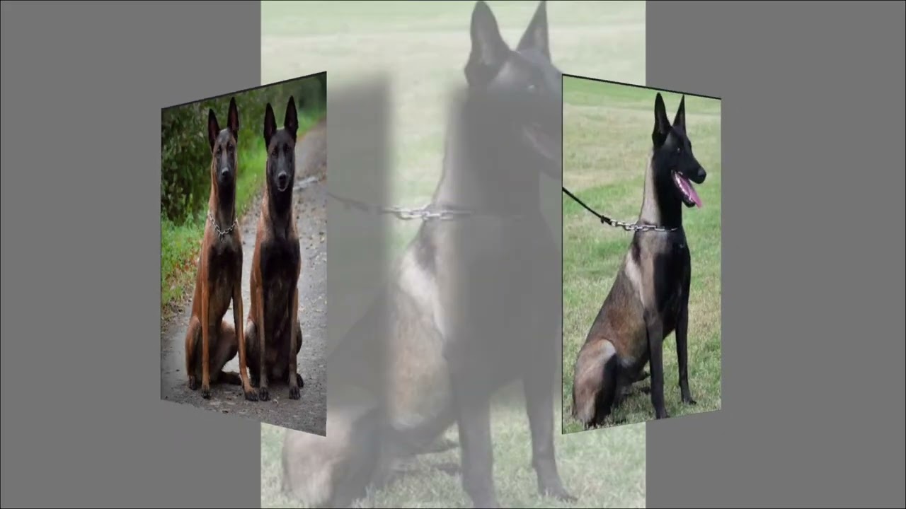 أخطر❌7 أخطاء بيعملها أي صاحب كلب جديد🐕‍🦺