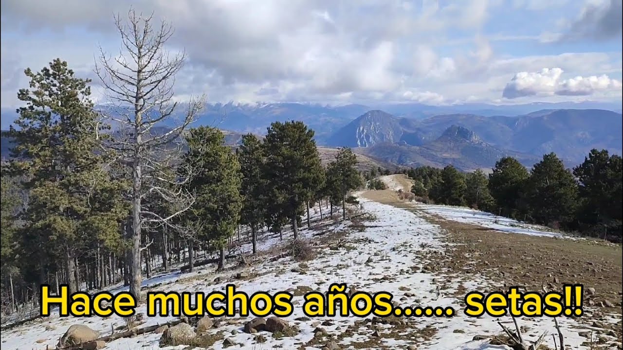 La historia de las setas en este lugar.