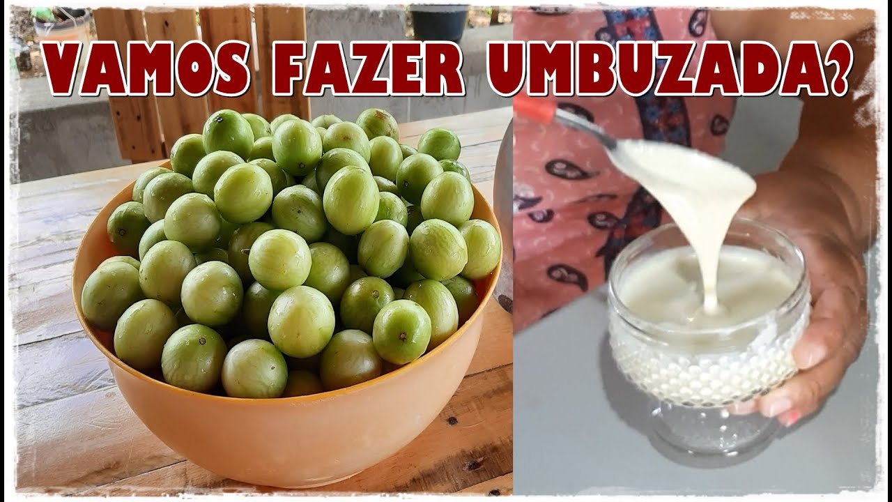 UMBUZADA DELICIOSA - UMBUZEIROS DO SERTÃO NORDESTINO