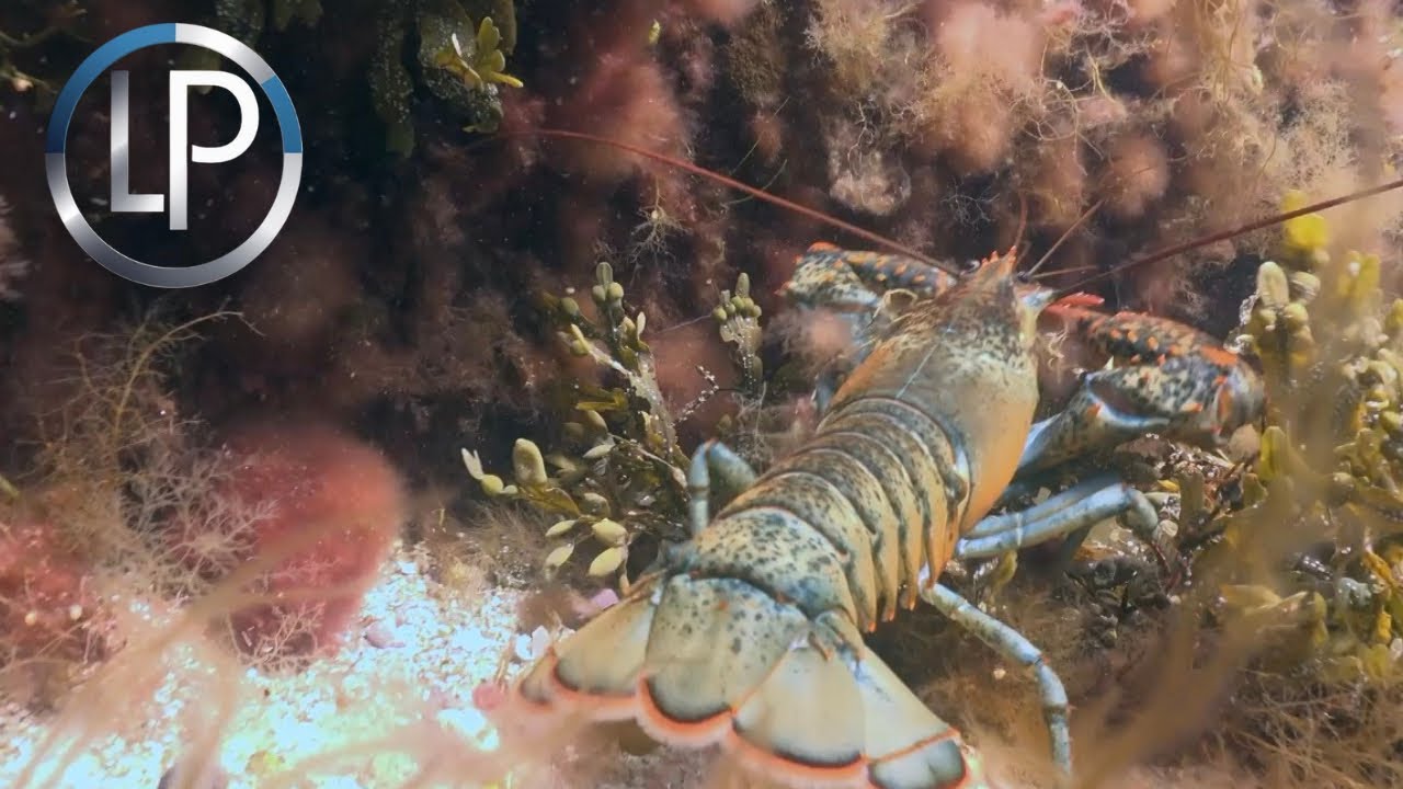 🌎LA VIDA EN EL ARRECIFE DE CORAL, UNA CIUDAD SUPER HABITADA🌎