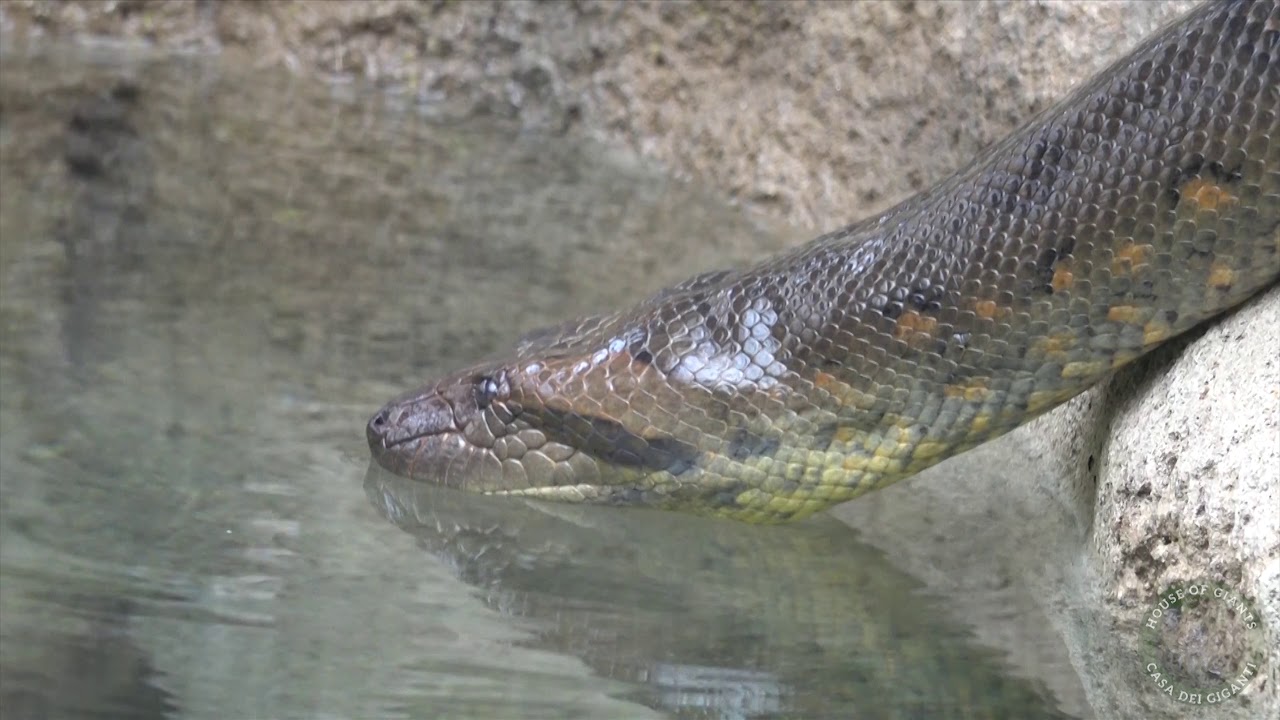 Anteprima: l'arrivo dell'anaconda gigante al Parco Natura Viva - House of Giants
