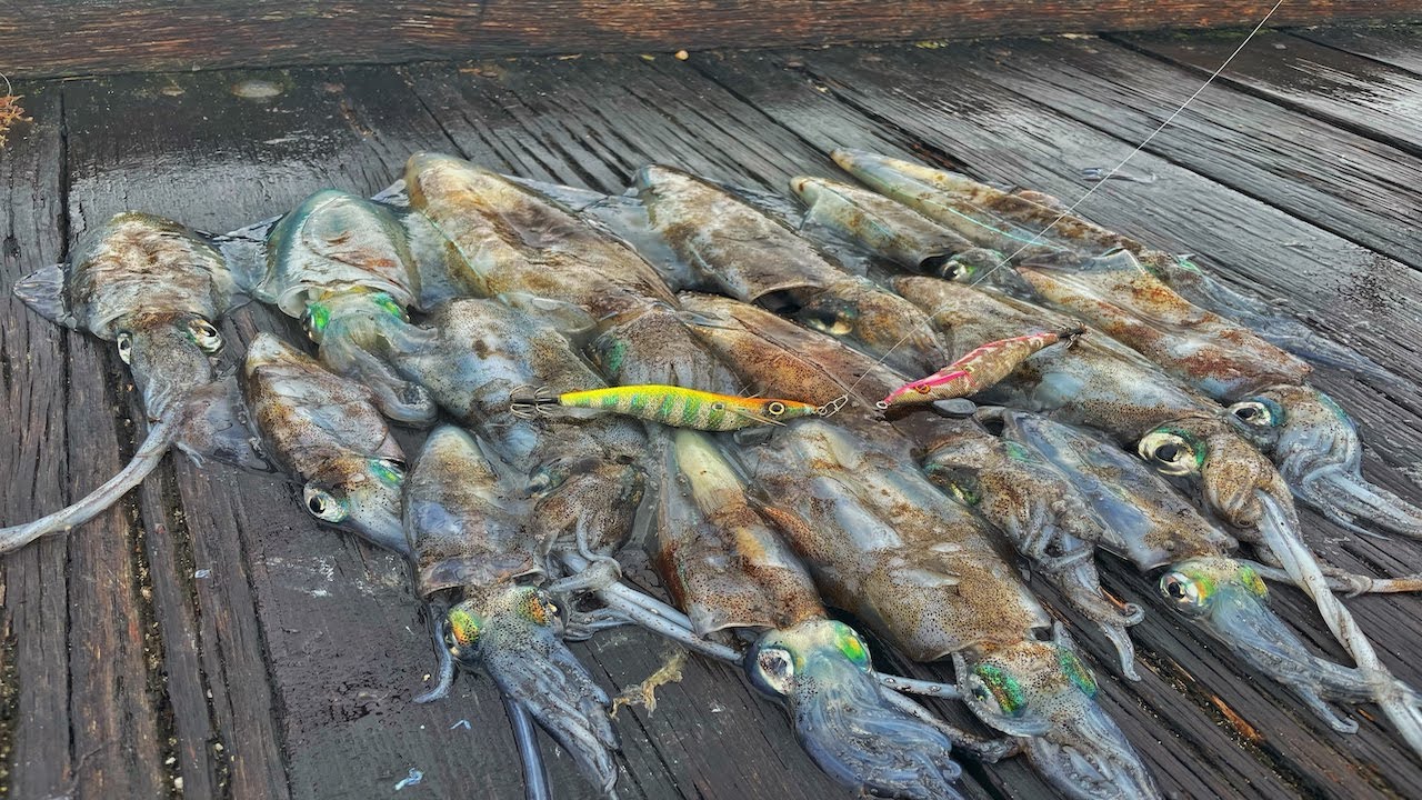 WHICH METHOD WORKS BEST? SQUID and SALMON (Port Noarlunga) -EP 11-