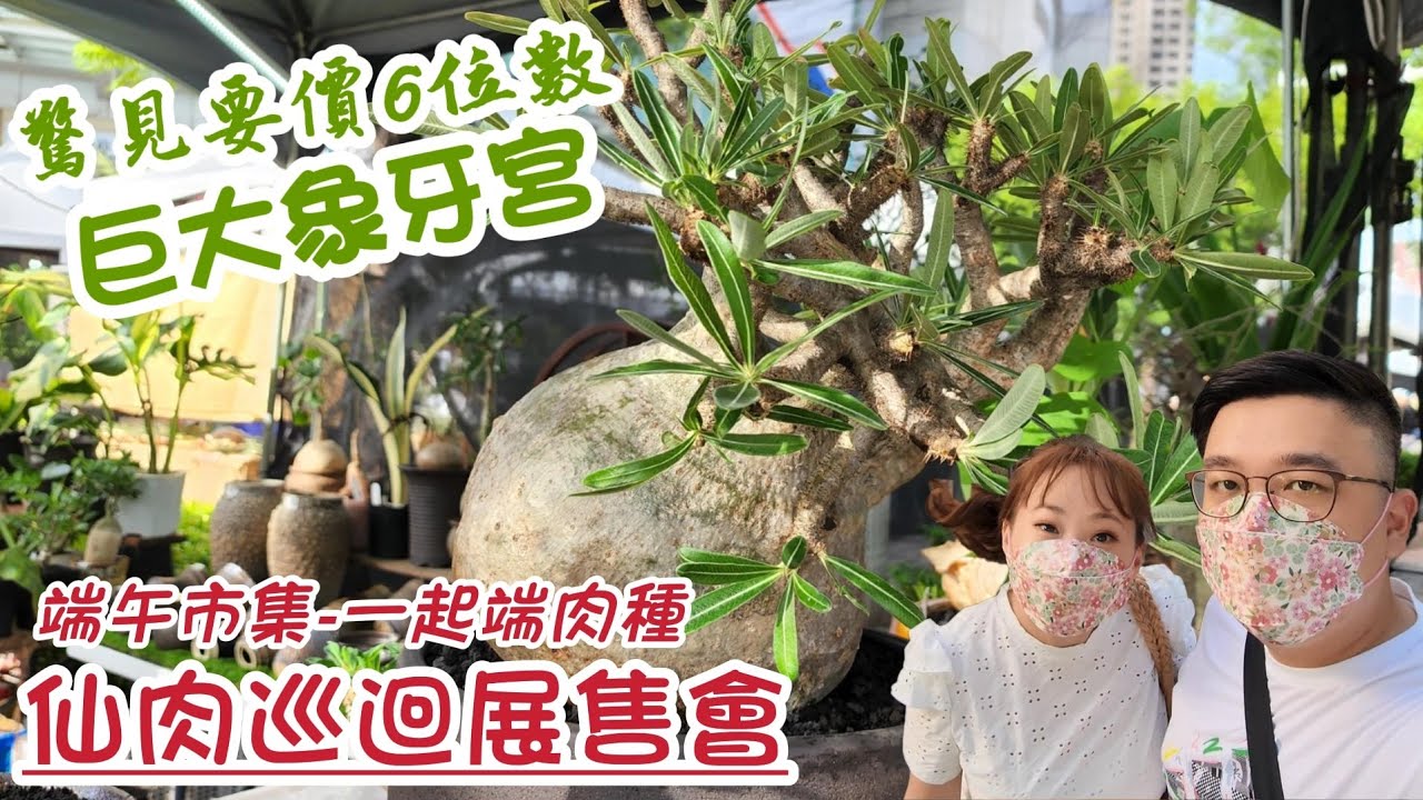 【V肉格】EP.13 台灣仙肉植物巡迴展售會｜驚見要價1X萬的巨大象牙宮｜龍舌蘭、多肉、空鳳、觀葉、仙人掌、百合科、盆器資材｜A&Y's Succulent Vlog