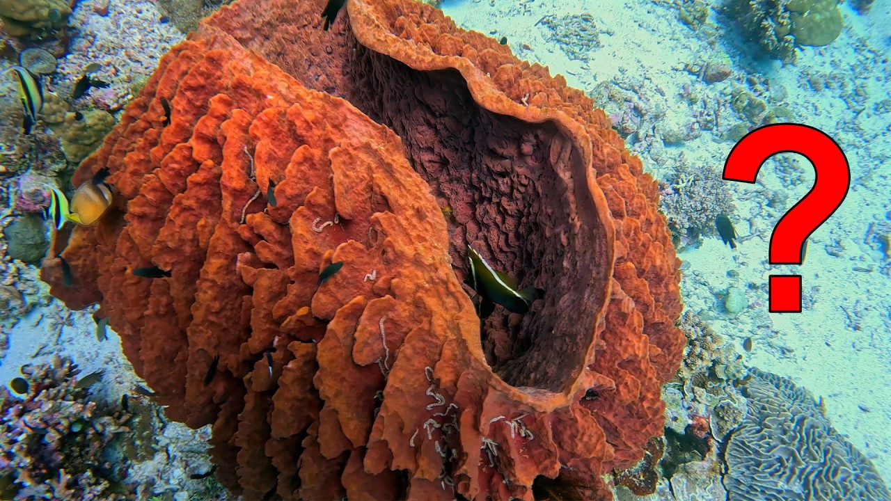 20 Animals that can REGROW Entire Body Parts